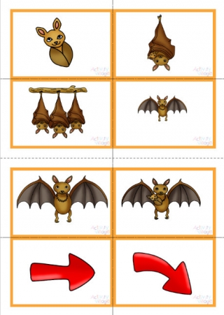 Bat Life Cycle Sequencing Cards