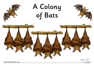 Bat Collective Noun Poster
