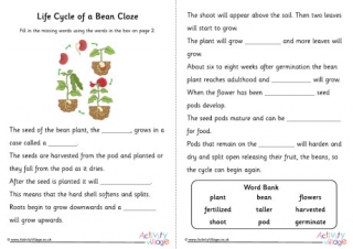 Bean Life Cycle Cloze