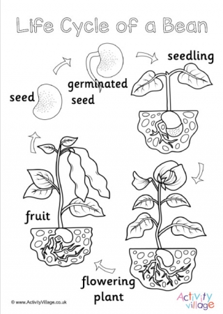 Life Cycle of a Bean