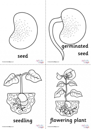 Bean Life Cycle Colouring Pages Set