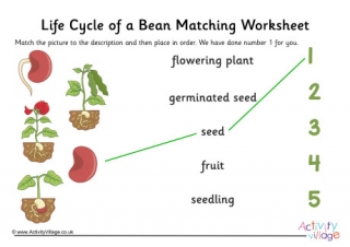 Bean Life Cycle Matching Worksheet