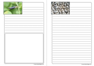 Bean Life Cycle Notebooking Pages