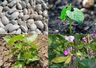 Bean Life Cycle Photo Posters