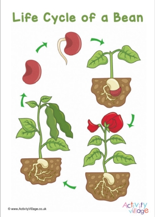 Bean Life Cycle Poster