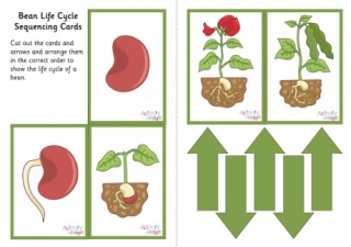 Bean Life Cycle Sequencing Cards