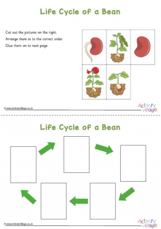 Life Cycle Of A Bean