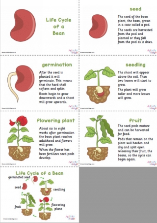 Bean Life Cycle Slideshow
