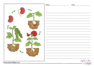 Bean Life Cycle Story Paper - Blank