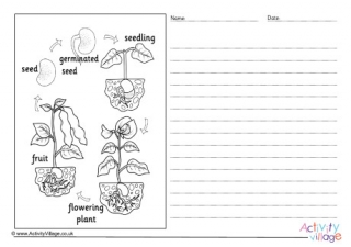 Bean Life Cycle Story Paper - Labelled