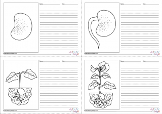 Bean Life Cycle Story Paper Set - Blank