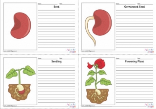 Bean Life Cycle Story Paper Set - Labelled
