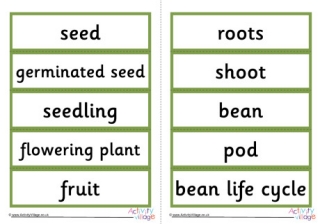 Bean Life Cycle Word Cards