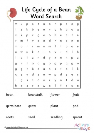 Bean Life Cycle Word Search