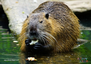 Beaver Poster