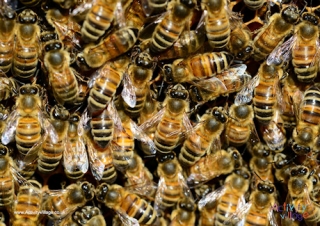 Bee Poster 2
