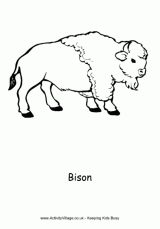Bison Colouring Page