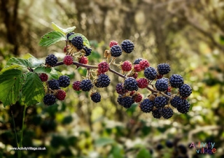 Blackberries Poster