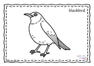 Blackbird Colouring Page