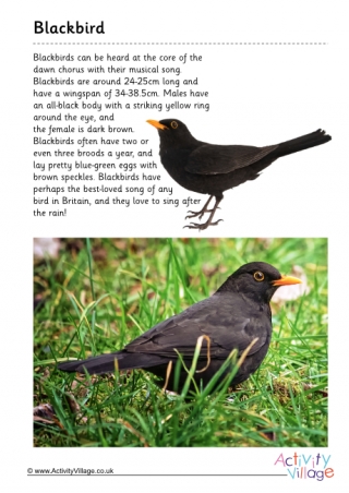 Blackbird Fact File