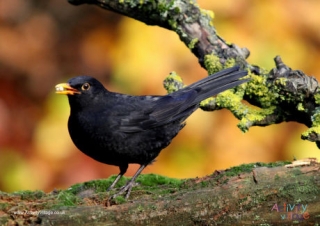 Blackbird Poster 2