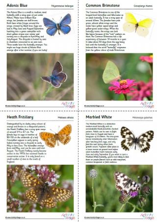 British Butterflies Guide - Part 1