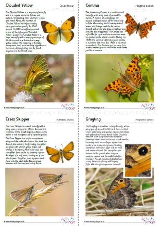 British Butterflies Guide - Part 3