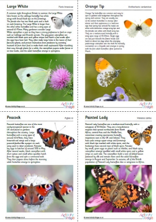British Butterflies Guide - Part 4