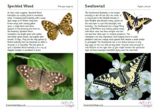 British Butterflies Guide - Part 6