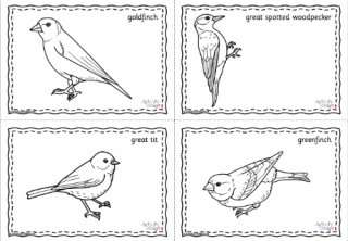 British Garden Birds Colouring Pages