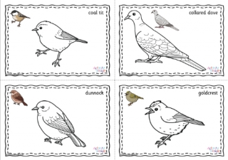 British Garden Birds Colouring Pages Prompted