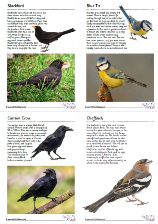 British garden birds fact file