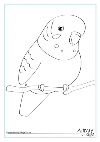 Budgie Colouring Page 2