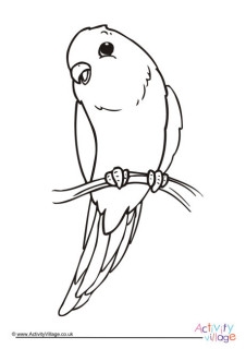 Budgie Colouring Pages