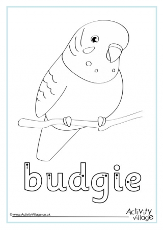 Budgie Finger Tracing
