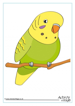 Budgie Poster 1