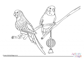 Budgies Colouring Page