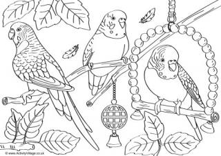 Budgies Scene Colouring Page
