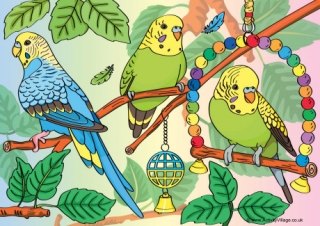 Budgies Scene Poster