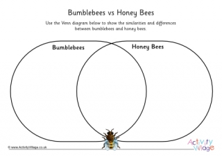 Bumblebees vs Honey Bees Venn Diagram