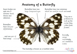 Butterfly anatomy