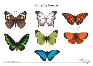 Butterfly Images for Crafts