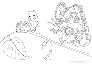 Butterfly Life Cycle Colouring Page