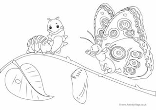 Butterfly Life Cycle Colouring Page