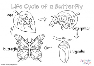Butterfly Life Cycle Colouring Page