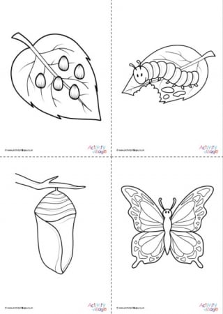 Butterfly Life Cycle Colouring Pages Set