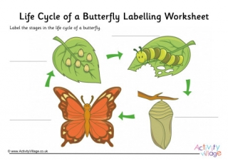 Butterfly Life Cycle Labelling Worksheet
