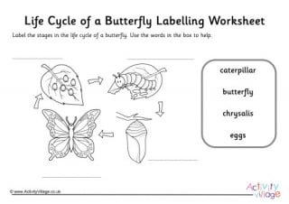 Butterfly Life Cycle Labelling Worksheet Guided