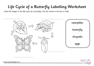 Butterfly Life Cycle Labelling Worksheet Guided