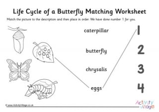 Butterfly Life Cycle Matching Worksheet